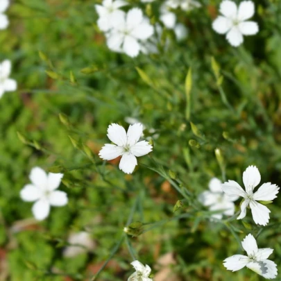 Klinček slzičkový biely - Dianthus deltoides - predaj semien - 100 ks