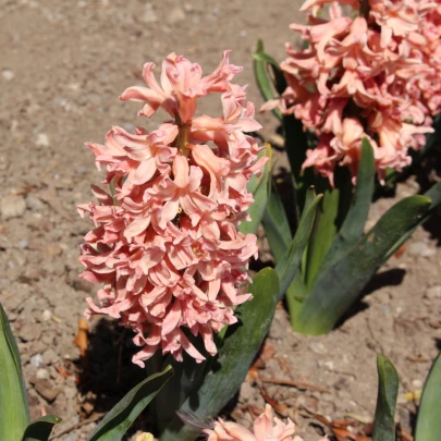 Hyacint Apricot Passion - Hyacinthus - cibuľoviny - 1 ks