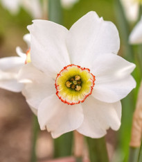 Narcis Dreamlight - Narcissus - cibuľoviny - 3 ks