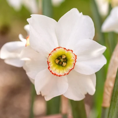 Narcis Dreamlight - Narcissus - cibuľoviny - 3 ks