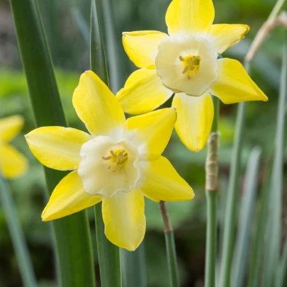 Narcis Hillstar - Narcissus - cibuľoviny - 3 ks