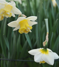 Narcis Popeye - Narcissus - cibuľoviny - 3 ks