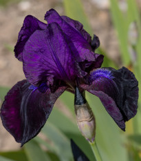 Kosatec nemecký Dudky Challenger - Iris germanica - cibuľoviny - 1ks