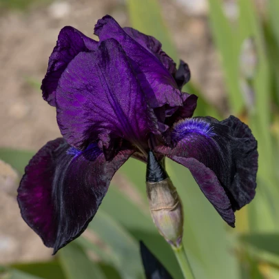 Kosatec nemecký Dudky Challenger - Iris germanica - hľuzy - 1 ks