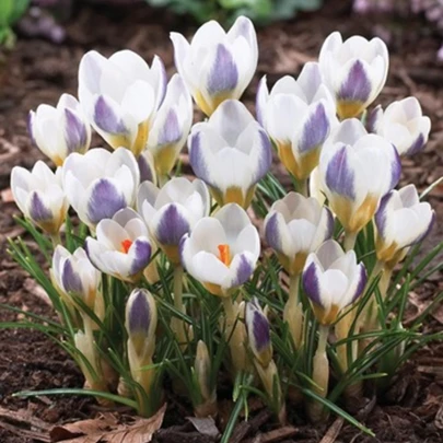 Krókus Blue Bird - Crocus chryzanthus - cibuľoviny - 3 ks