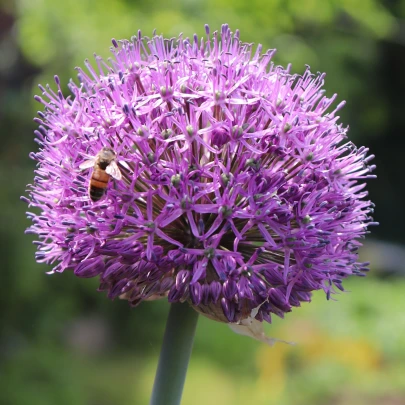 Cesnak Summer Drummer - Allium - cibuľoviny - 3ks