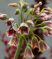 Cesnak sicílsky - Allium siculum - cibuľoviny - 5 ks