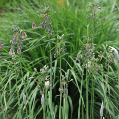 Cesnak sicílsky - Allium siculum - cibuľoviny - 5 ks