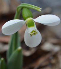 Snežienka Polar Bear - Galanthus elwesii - cibuľoviny - 3 ks