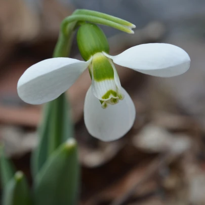 Snežienka Polar Bear - Galanthus elwesii - cibuľoviny - 3 ks