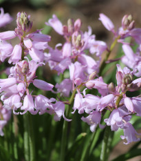 Scila zvonkovitá ružová - Scilla campanulata - cibuľoviny - 3 ks