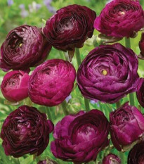 Iskerník Tomer Purple - Ranunculus asiaticus - cibuľoviny - 3 ks