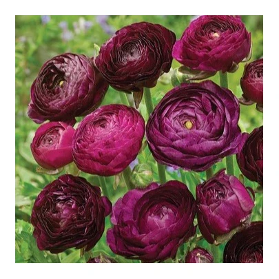 Iskerník Tomer Purple - Ranunculus asiaticus - cibuľoviny - 3 ks