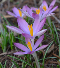 Krókus Roseus - Crocus tommasinianus - cibuľoviny - 3 ks