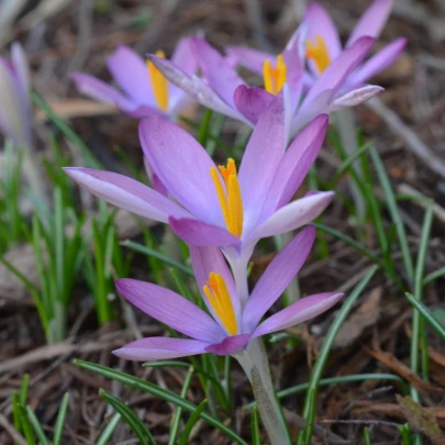 Krókus Roseus - Crocus tommasinianus - cibuľoviny - 3 ks