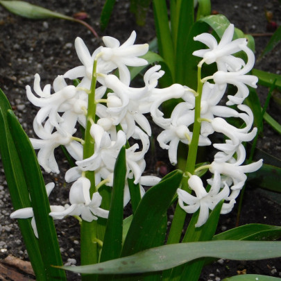 Hyacint mnohokvetý biely - Hyacinthus - cibuľoviny - 1 ks