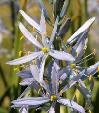 Ladoník bledomodrý - Camassia cusickii - cibuľoviny - 2 ks