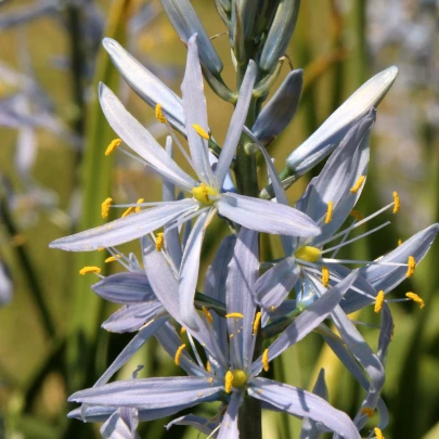 Ladoník bledomodrý - Camassia cusickii - cibuľoviny - 2 ks