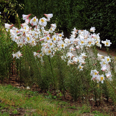 Ľalia kráľovská - Lilium regale - cibuľoviny - 1 ks