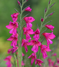 Gladiola obyčajná - Gladiolus byzantinus - cibuľoviny - 3 ks