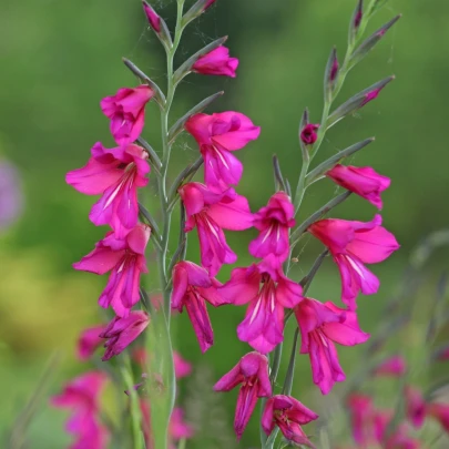 Gladiola obyčajná - Gladiolus byzantinus - cibuľoviny - 3 ks