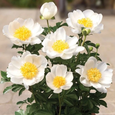 Pivónia Patio Dublin - Paeonia Lactiflora - cibuľoviny - 1 ks