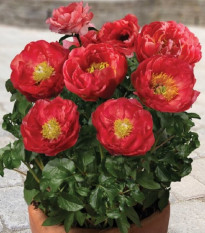 Pivónia Patio Moscow - Paeonia lactiflora - cibuľoviny - 1 ks