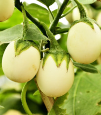 Baklažán vajíčkoplodý Eierbaum - Solanum melongena - semená - 20 ks