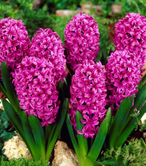 Hyacint Miss Saigon - Hyacinthus - cibuľoviny - 1 ks