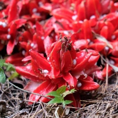 Zázvor Chrysantum - Zingiber chrysanthum - semená zázvoru - 5 ks