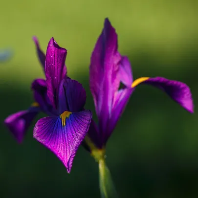 Kosatec Purple Sensation - Iris hollandica - cibuľoviny - 3 ks