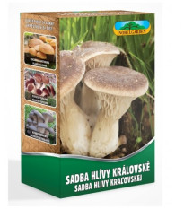 Hliva kráľovská máčková - Pleurotus ery - sadivo - 250 ml