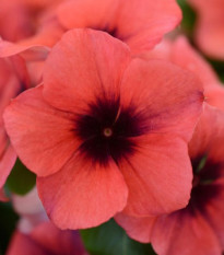 Katarant Tatoo Papaya - Catharanthus roseus - semená zimozeleň - 30 ks