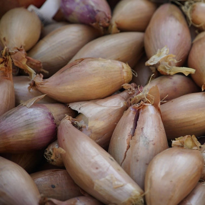 Cibuľa sadzačka Rosanna - Allium cepa - cibuľky - 500 g