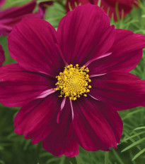 Krasuľka Sonata Purple Shades - Cosmos bipinnatus - semená - 15 ks