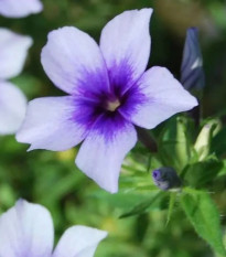 Plamienka Dolly Sky Blue F1 - Phlox drummondii - semená - 50 ks