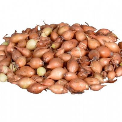 Cibuľa sadzačka žltá Hercules - Allium cepa - cibuľky - 250 g