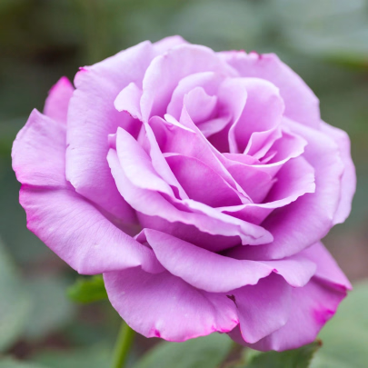 Ruža veľkokvetá kríčková fialová - Rosa - voľnokorenné sadenice ruže - 1 ks