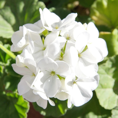 Muškát páskatý Blanka F1 - Pelargonium zonale - semená - 6 ks