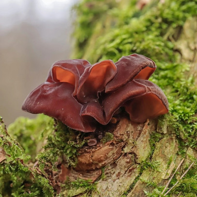 Ucho Judášovo - Auricularia auricula-judae - sadba - 1 ks