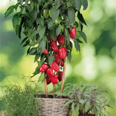 Paprika balkónová Almira Mini Red F1 - Capsicum annuum - semená - 5 ks