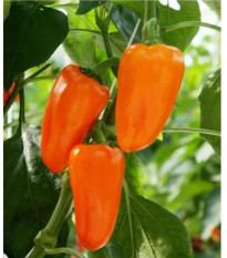 BIO Paprika Flynn F1 - Capsicum annuum - bio semená - 6 ks