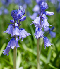 Scila zvonkovitá modrá - Scilla campanulata - cibuľoviny - 3 ks