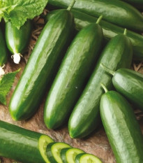 Uhorka šalátová Snack F1 - Cucumis sativus - semená - 10 ks