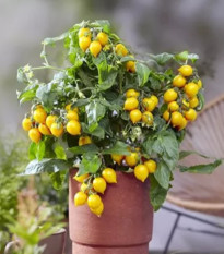 Paradajka Evita Compact F1 Yellow - Solanum lycopersicum - semená - 6 ks