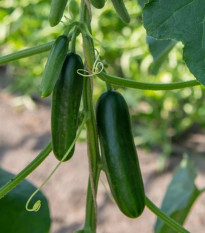 BIO Uhorka Kaikura F1 - Cucumis sativus - bio semená - 5ks