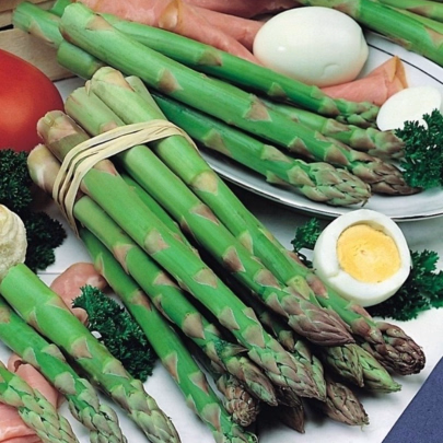 Špargľa Gijnlim - Asparagus officinalis - voľnokorenné sadenice špargle - 1 ks