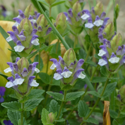 Šišiak alpský - Scutellaria alpina - semená - 15 ks