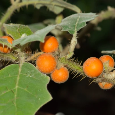 Chlpatý pomaranč - Solanum quitoense - semená - 5 ks