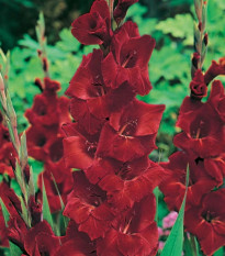Gladiola Oscar - Gladiolus - cibuľoviny - 3 ks
